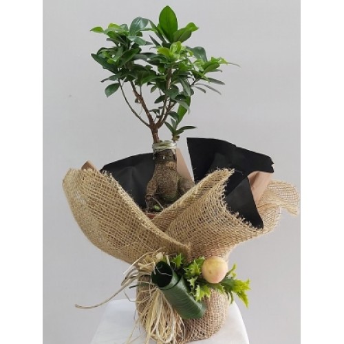 ginseng bonsai
