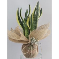 Paşa kılıcı (30cm)