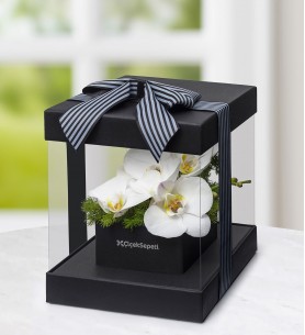 Premium kutu orkide beyaz