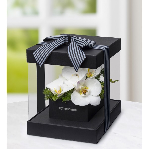 Premium kutu orkide beyaz
